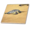 3dRose Sea Turtle On Na Pali Coast Hawaii - Ceramic Tile, 4-inch