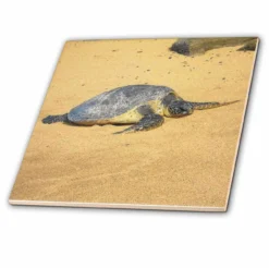 3dRose Sea Turtle On Na Pali Coast Hawaii - Ceramic Tile, 4-inch